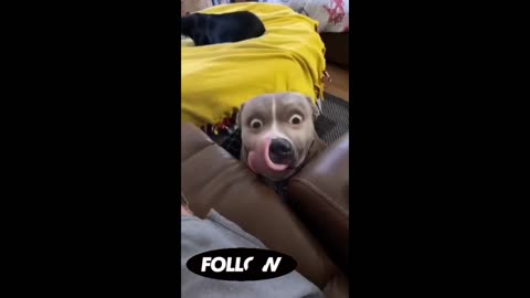 Pawsitively Hilarious: Funny Dogs Compilation!