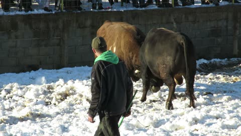 Stršljen od Majdanaca vs Ezel od Šljivara Hrustovo 2024