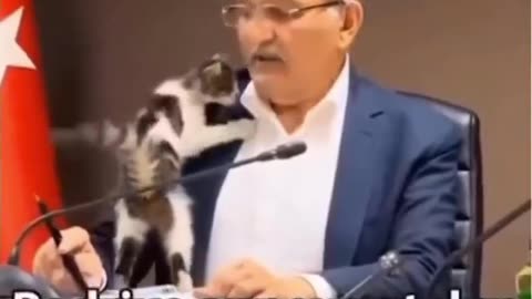 Turkish politician interrupted by an adorable kitten