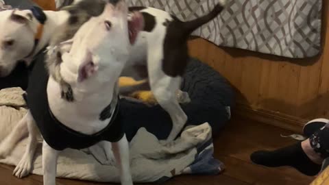 Raccoon Plays Rodeo With Dog