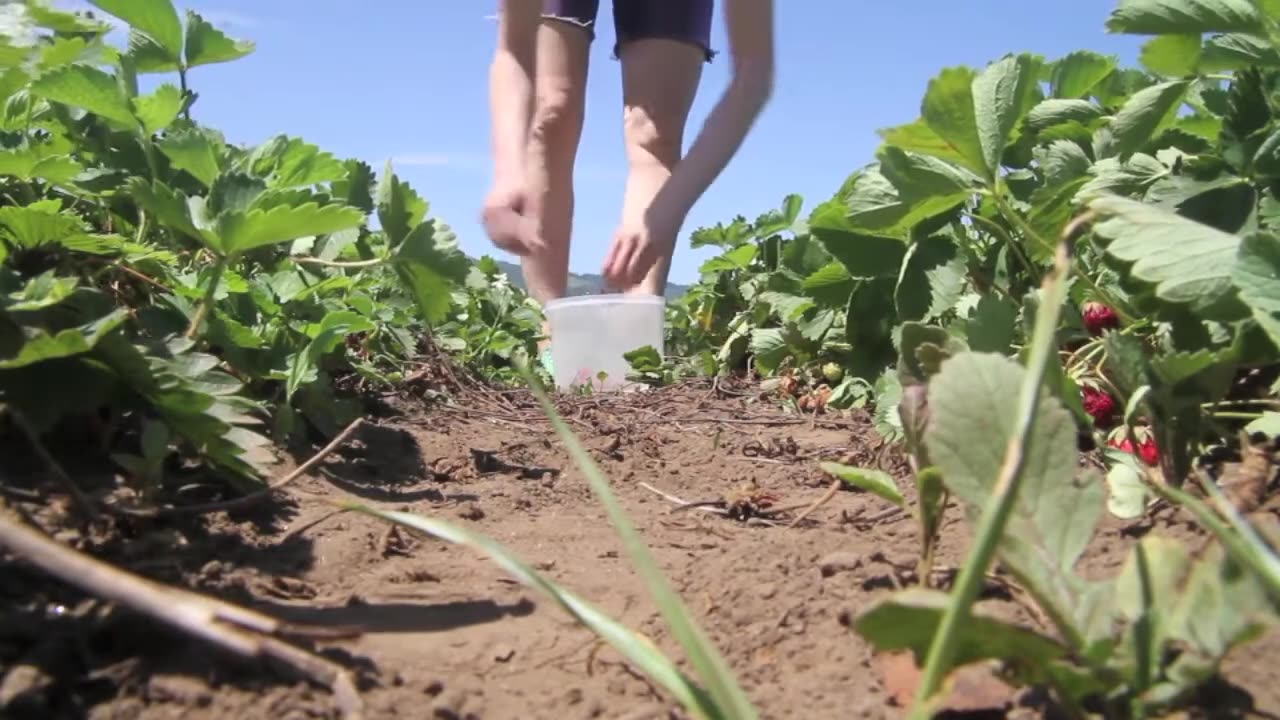 Farming strawberry 🍓