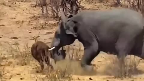 FIERCE FIGHTS BETWEEN WILD ANIMALS