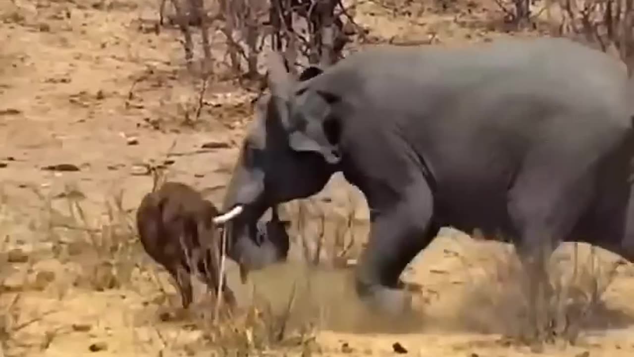 FIERCE FIGHTS BETWEEN WILD ANIMALS