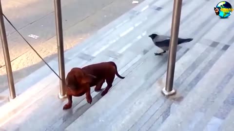 🎥 Unexpected Friendship Goals! 🐕🐦🐱✨