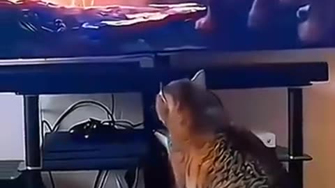 fun & funny moment #youtubeshort #cat #fun #yt #short