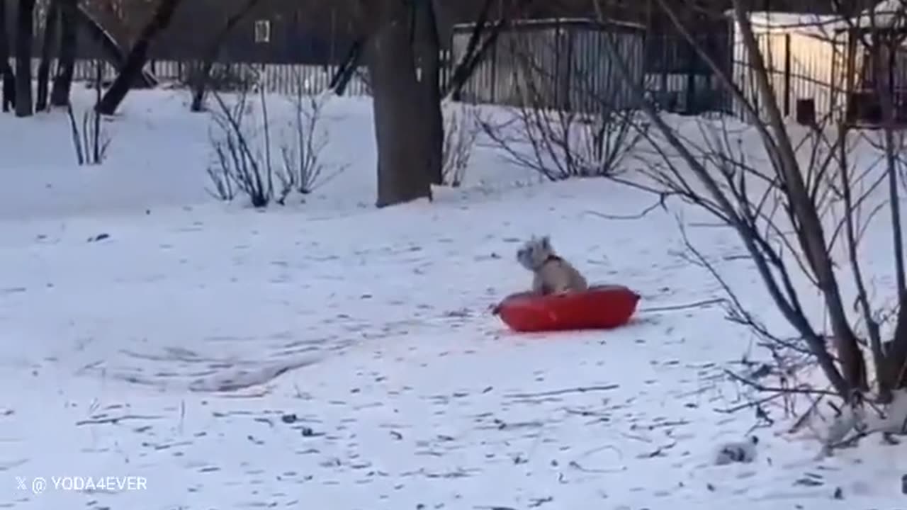 dogsled