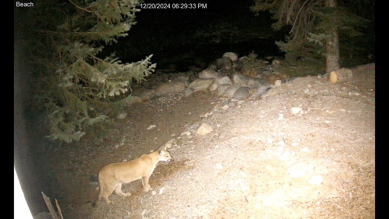 Mountain Lion Dragging a Deer in Nye, Montana at Stillwater River