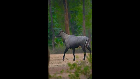 indian bluecow