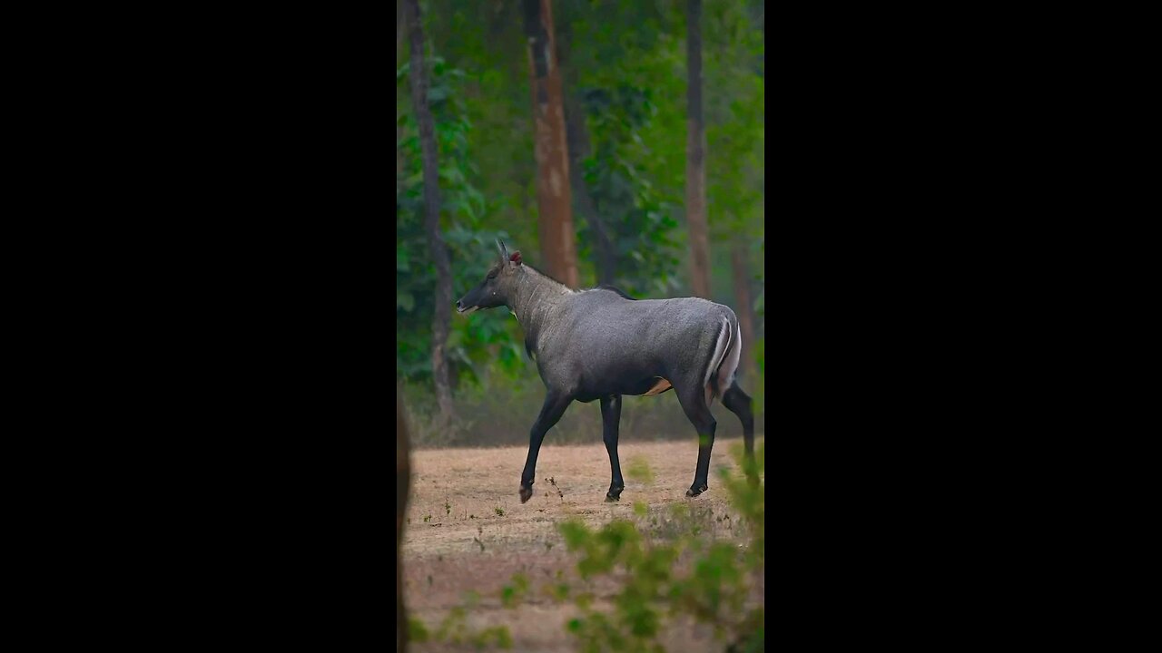 indian bluecow