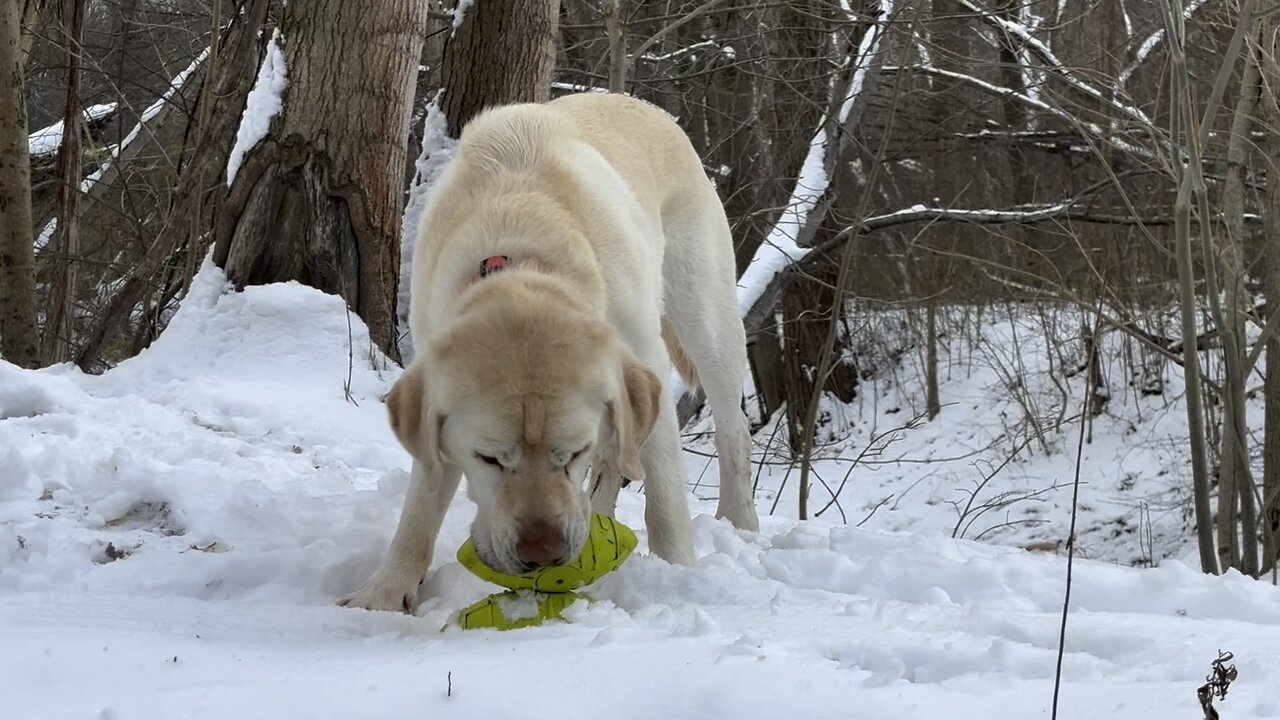 Ozzie playing the Kong Balls