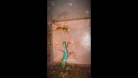 insectwars