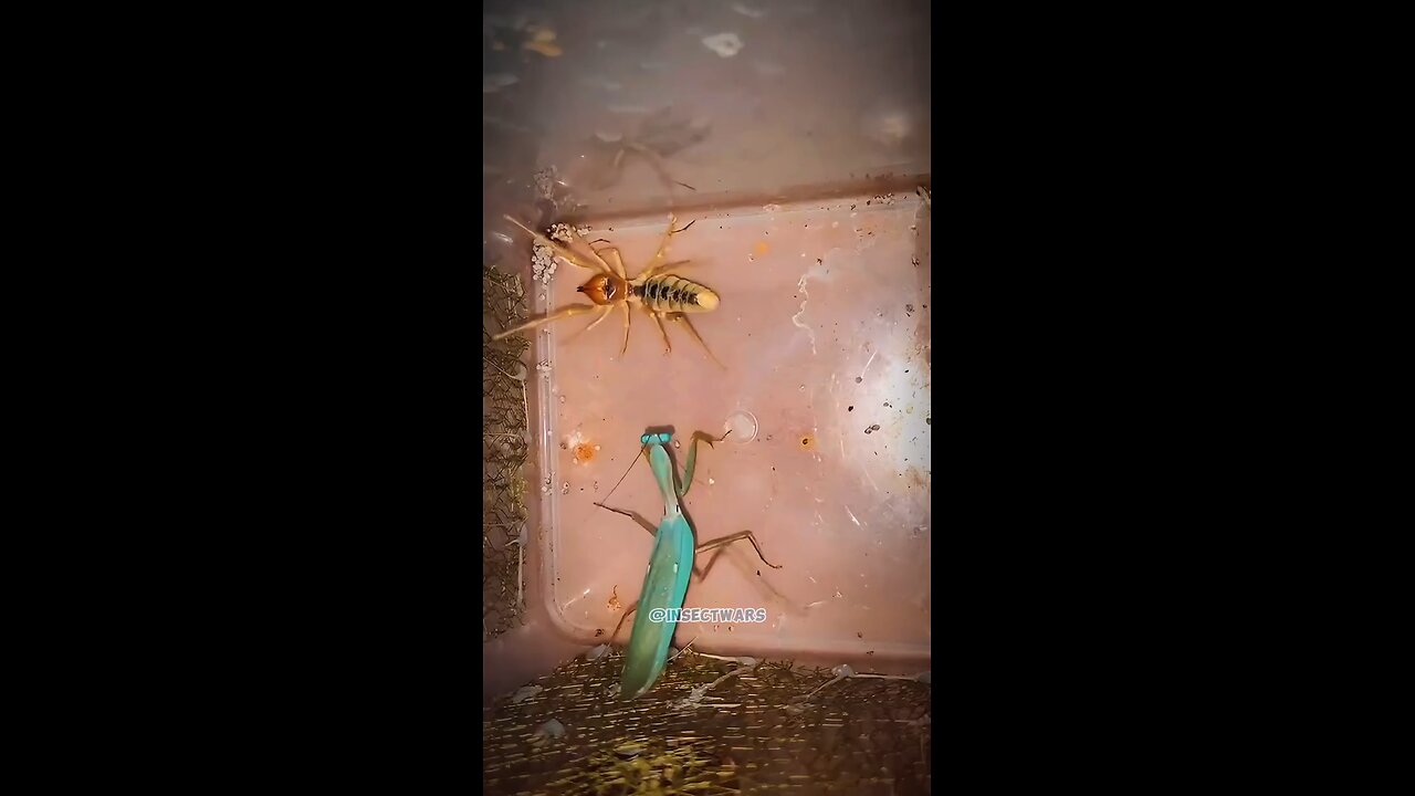 insectwars