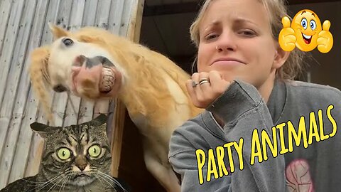 Funny Party Animals videos part 9 - Funny cats/dogs - funny animal