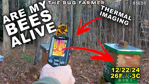 Cold December Day 26F | Are the bees alive?