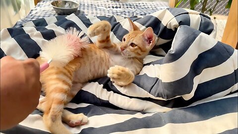 Amazing Kitten and Cat Reacts With The Comb While their owner Do some massage