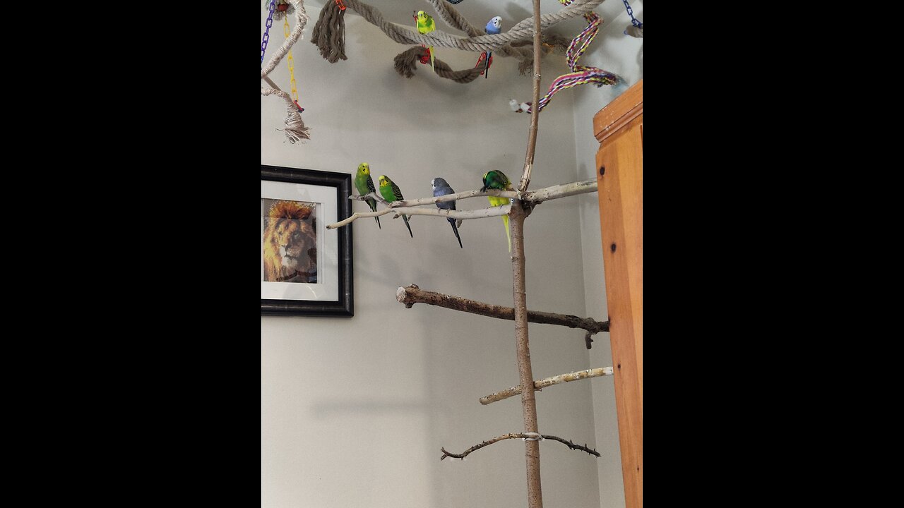 9 Parakeets Prosper