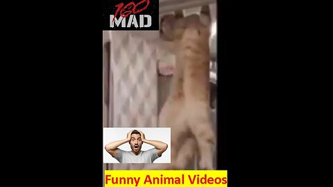 Funny animals