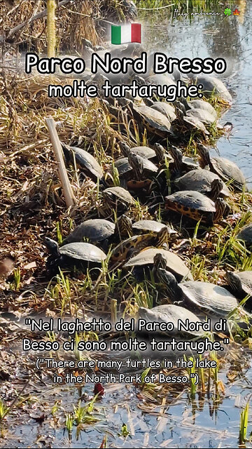 Many turtles: / molte tartarughe: North Park of Besso 🇮🇹