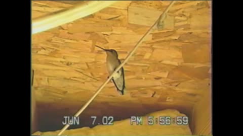 Hummingbird