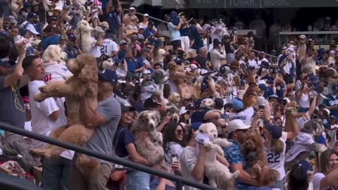 How can you not love Bark at the Park