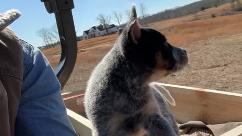 Blue Heeler Puppy Rides In Tractor Box