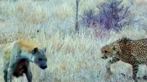 Lion vs hayna