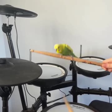 Little drummer assistant