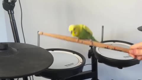 Little drummer assistant