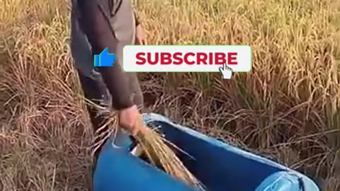 Rice Harvesting Hack No Machines Needed!