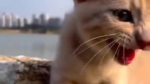 Cute cat is crying