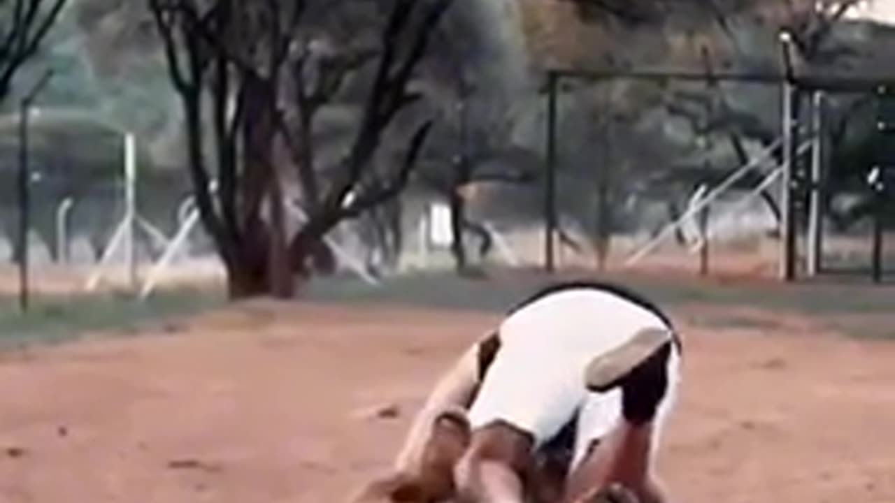 Lion vs Human
