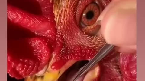 Chicken tongue injured by the fork