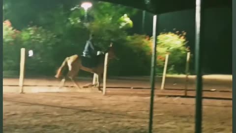 HORSE riding