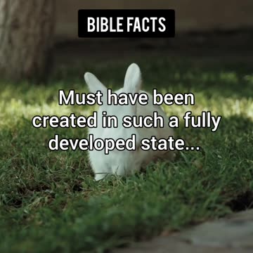 The Animals | P5 | The Astonishing Details of Creation Unveiled!