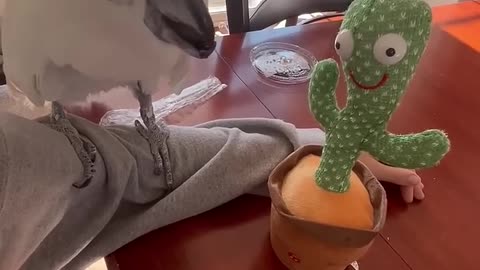 Adorable Cockatoo Meets Cactus 🌵💖