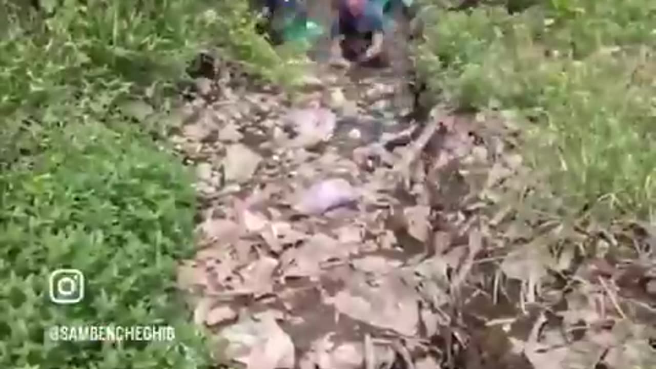 Real environmental activists spend their time on activities like this—not throwing orange...