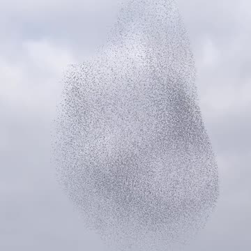 Late Winter Starlings Flock In Murmuration Spectacle