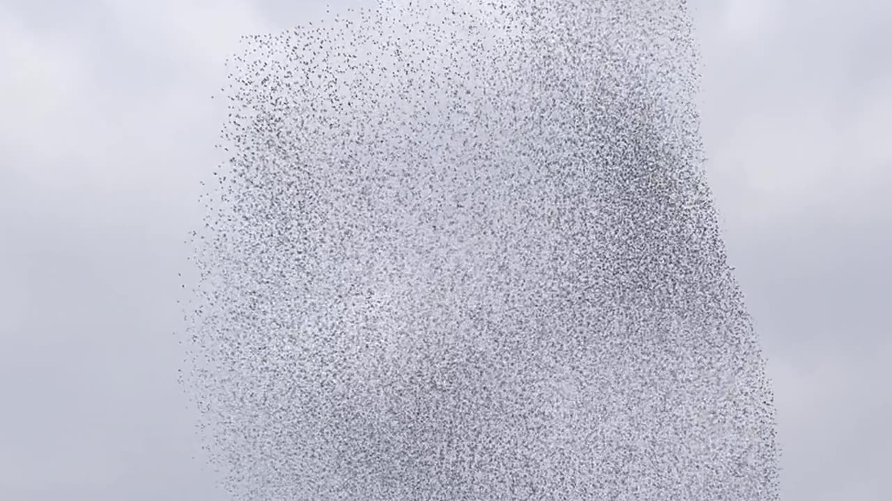 Late Winter Starlings Flock In Murmuration Spectacle