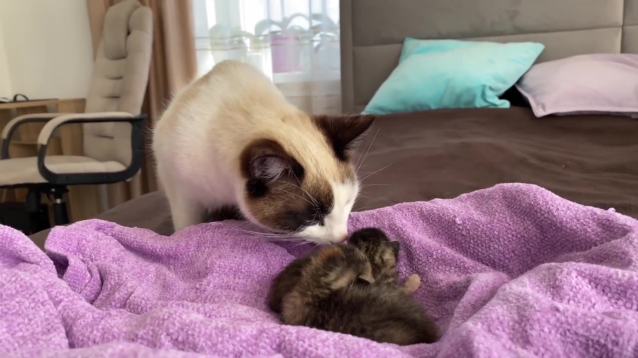 Cat Meets Newborn Baby Kittens for the First Time