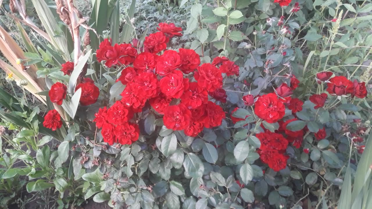 Burgundy rose bush