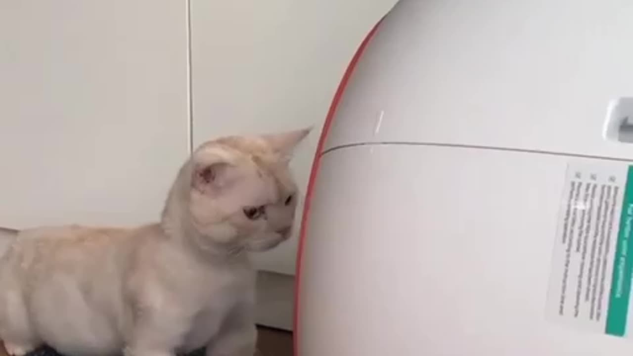 cute cat