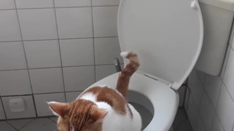 Cat go self on WC