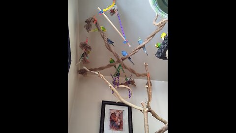 Believe in Budgies