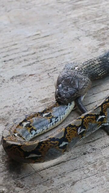 #shorts#trending#funny#eagle#goat#viral#viral#hunting #explore#foryou#followme#danger#snake#very