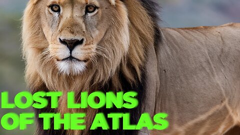 🔴 Lost Lions of the Atlas: The Untold Story of the Barbary Lion!