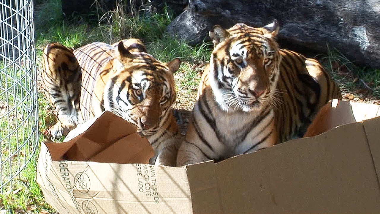 Big Cats and Their Love for Boxes: A Wild Obsession"