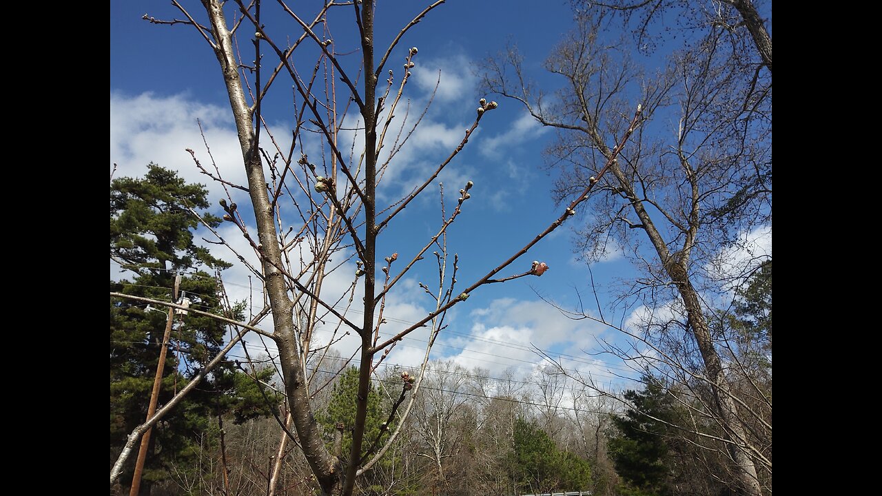 Fertilizing And Spraying Our Fruit Trees 2/7/25