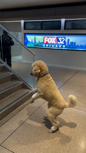 Yes we are serious!! Meet Pappy Dog walks on two legs..)