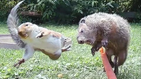 The Squirrel's Bold Move: A Groundhog's Unexpected Encounter"