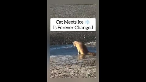 Adorable Cat Has Hilarious Encounter With Ice 😂